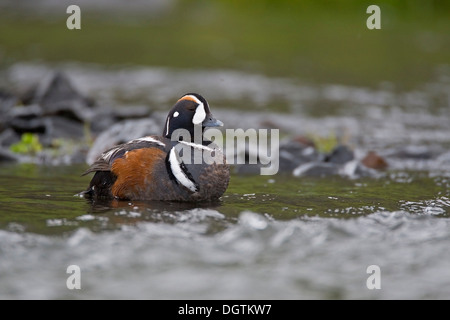 L'Arlequin plongeur (Histrionicus histrionicus), homme, Islande, Europe Banque D'Images