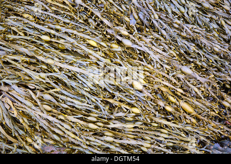 L'ascophylle noueuse algues dans l'estuaire du Severn Somerset UK Banque D'Images