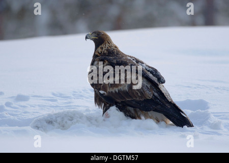 L'aigle royal (Aquila chrysaetos) avec les proies, Kuusamo, Finlande, Europe Banque D'Images