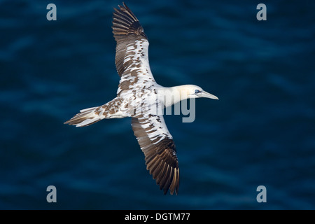 Bassan immature (Morus bassanus) en vol, la péninsule de Langanes, Islande, Europe Banque D'Images