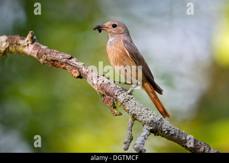 Phoenicurus phoenicurus (commune), femelle avec de la nourriture, la Thuringe Banque D'Images