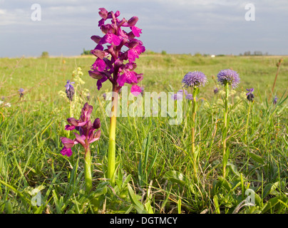 Green-winged orchid, vert veiné de orchid (Orchis morio) et commune (globularia Globularia vulgaris), le lac de Neusiedl, Autriche Banque D'Images