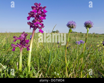 Green-winged orchid, vert veiné de orchid (Orchis morio) et commune (globularia Globularia vulgaris), le lac de Neusiedl, Autriche Banque D'Images