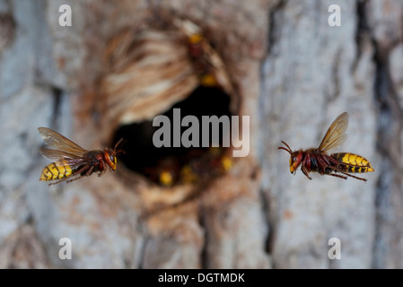 Les frelons européens (Vespa crabro), les travailleurs en vol et en face de l'entrée du nid, ancien trou de nidification d'une grande chouette Banque D'Images