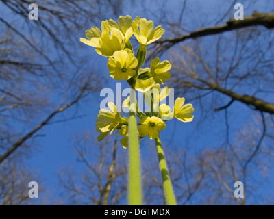Vrai oxlip (Primula elatior), Thuringe Banque D'Images