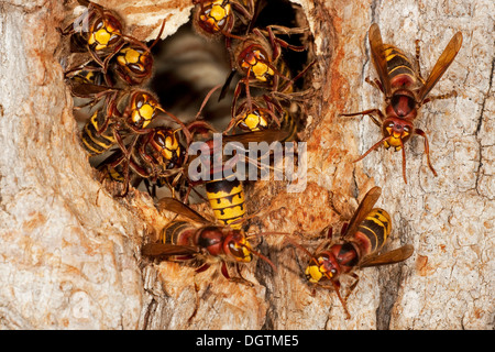 Les frelons (Vespa crabro) à l'entrée d'un arbre creux, Thuringe Banque D'Images