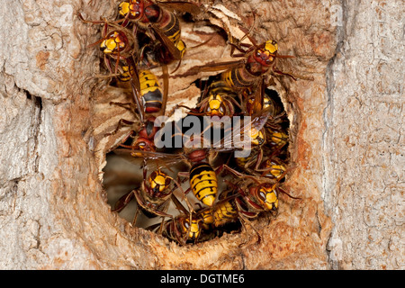 Les frelons (Vespa crabro) à l'entrée d'un arbre creux, Thuringe Banque D'Images