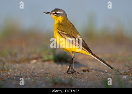 La Bergeronnette printanière (Motacilla flava), lac, Autriche, Europe Banque D'Images