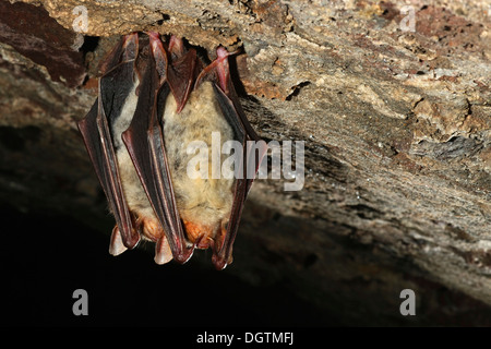 Une plus grande chauve-souris de la souris (Myotis myotis) en quartiers d'hiver, la Thuringe Banque D'Images