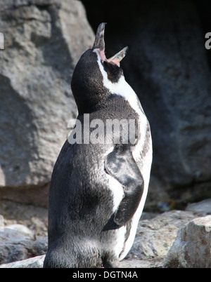 Ou Humboldt (Spheniscus humboldti péruvien) Appelant Banque D'Images