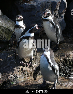 Groupe d'Humboldt ou pingouins péruviens (Spheniscus humboldti) Banque D'Images