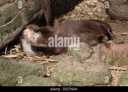 L'Asie orientale ou petite loutre griffus (Aonyx cinereus) roulant sur son dos Banque D'Images