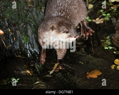 Oriental ou loutre Cendrées Asiatiques (Aonyx cinereus) au bord de l'eau Banque D'Images