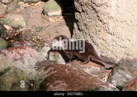 Oriental ou loutre Cendrées Asiatiques (Aonyx cinereus) dans un zoo définition Banque D'Images