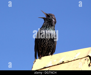 Mature Etourneau sansonnet (Sturnus vulgaris) chanter Banque D'Images