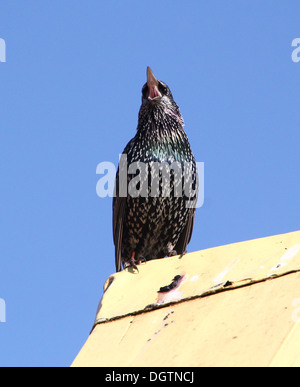 Mature Etourneau sansonnet (Sturnus vulgaris) chanter Banque D'Images