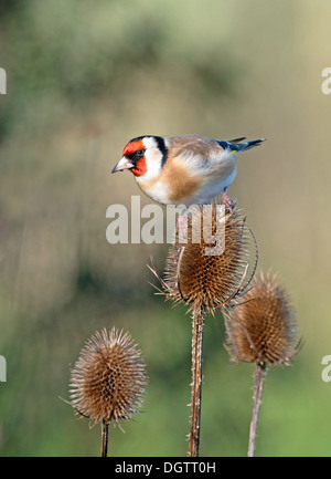 Carduelis carduelis Goldfinch mâle perché sur Cardère Dipsacus fullonum. UK Banque D'Images