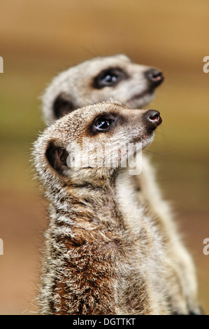Deux suricates debout à l'attention à la recherche vers quelque chose qui a attiré leur attention Banque D'Images