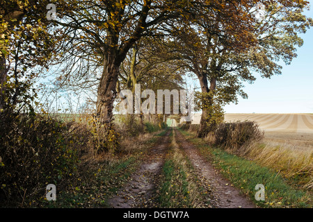 Tunnel du peintre David Hockney d'arbres à Kilham qui apparaît dans de nombreux de ce East Yorkshire photos Banque D'Images