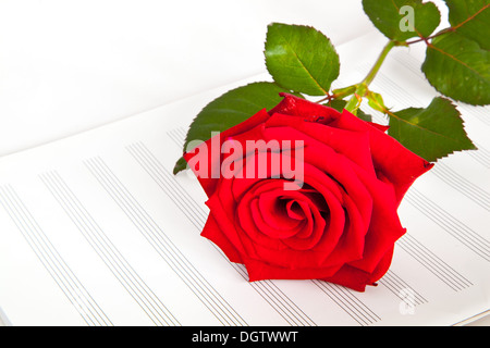 Rosa rouge sur la feuille de note Banque D'Images