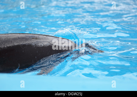 Dauphin dans l'eau Banque D'Images