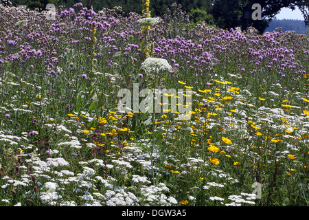 Millefeuille, Golden Marguerite, Chardon Banque D'Images