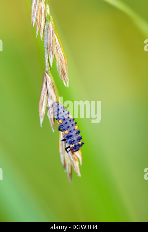 Larve de coccinelle Banque D'Images