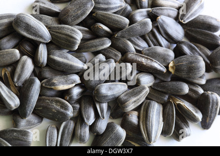 Sur une photo de tournesol close up Banque D'Images