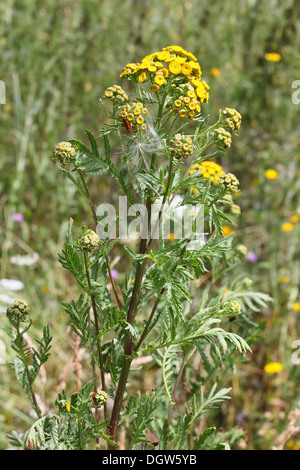 Tanaisie commune Tanacetum vulgare, Banque D'Images