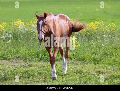 Cheval sur une prairie dans une journée ensoleillée Banque D'Images