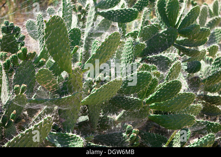 Bush green cactus épineux avec Spider web Banque D'Images