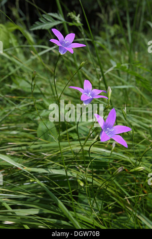 La diffusion de Bellflower, Campanula patula Banque D'Images