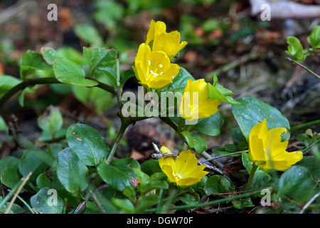 Lysimachia nummularia lysimaque nummulaire, Banque D'Images