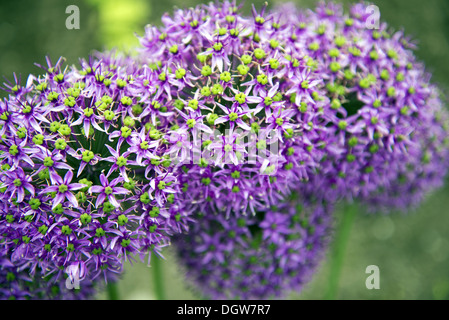 Fleurs de Allium Banque D'Images