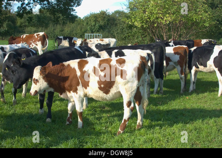 Vaches montbéliardes exclusivement Croix-Rouge et du Swedish croiser les animaux Banque D'Images