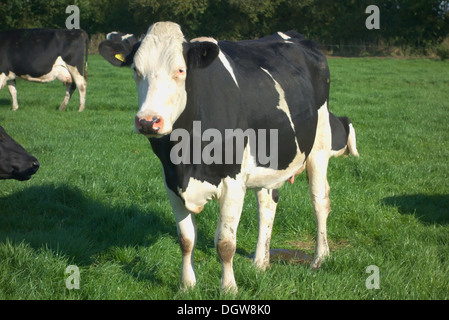 Vaches montbéliardes exclusivement Croix-Rouge et du Swedish croiser les animaux Banque D'Images