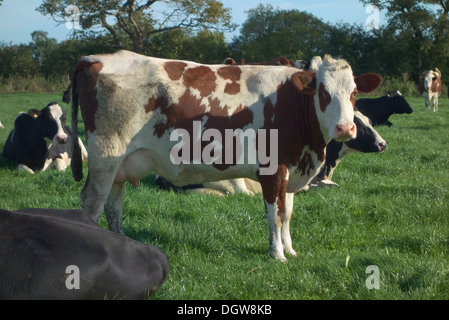 Vaches montbéliardes exclusivement Croix-Rouge et du Swedish croiser les animaux Banque D'Images