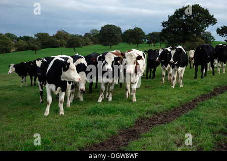 Vaches montbéliardes exclusivement Croix-Rouge et du Swedish croiser les animaux Banque D'Images