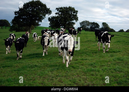 Vaches montbéliardes exclusivement Croix-Rouge et du Swedish croiser les animaux Banque D'Images