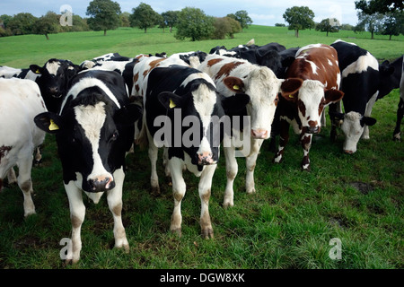 Vaches montbéliardes exclusivement Croix-Rouge et du Swedish croiser les animaux Banque D'Images