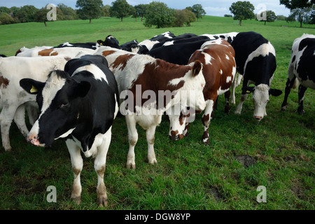 Vaches montbéliardes exclusivement Croix-Rouge et du Swedish croiser les animaux Banque D'Images