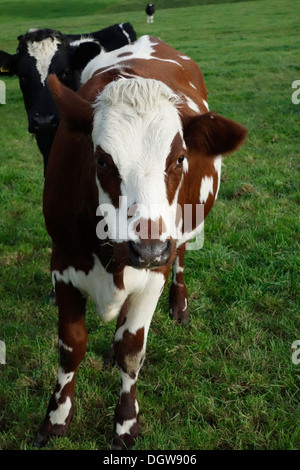 Vaches montbéliardes exclusivement Croix-Rouge et du Swedish croiser les animaux Banque D'Images