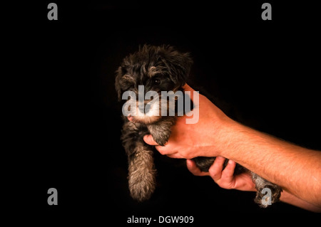 Chiot schnauzer dans mains isolé sur fond noir Banque D'Images