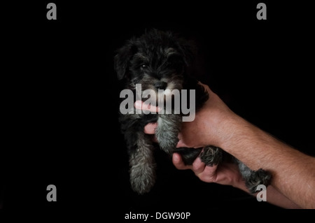 Chiot schnauzer dans mains isolé sur fond noir Banque D'Images