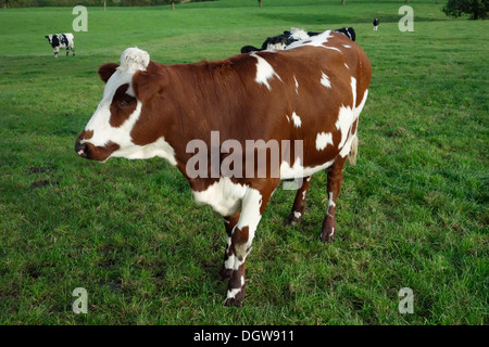 Vaches montbéliardes exclusivement Croix-Rouge et du Swedish croiser les animaux Banque D'Images