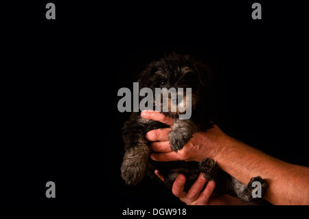 Chiot schnauzer dans mains isolé sur fond noir Banque D'Images