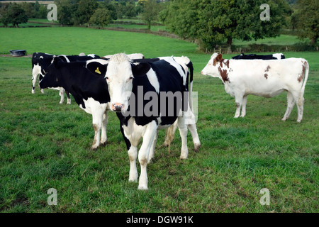 Vaches montbéliardes exclusivement Croix-Rouge et du Swedish croiser les animaux Banque D'Images