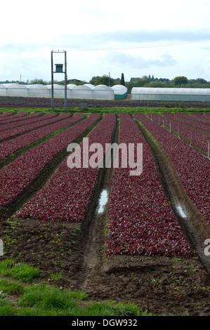 De plus en plus de la laitue Lollo Rosso commerciale, Offenham, Vale of Evesham, Worcestershire, Royaume-Uni Banque D'Images