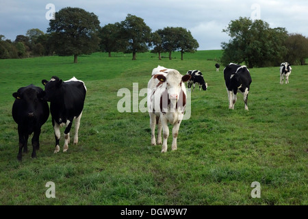 Vaches montbéliardes exclusivement Croix-Rouge et du Swedish croiser les animaux Banque D'Images