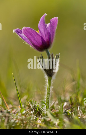 Pasqueflower / Pasque-fleur, Pulsatilla vulgaris en vieille prairie calcaire, des Cotswolds. Banque D'Images